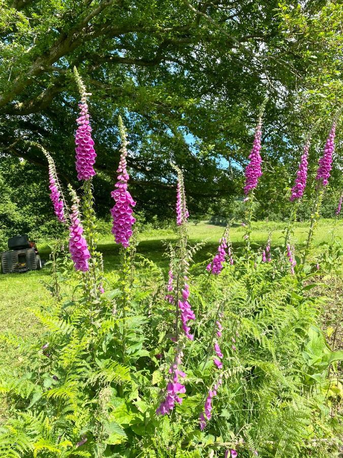 Black Mountains Glamping Hotel Abergavenny ภายนอก รูปภาพ